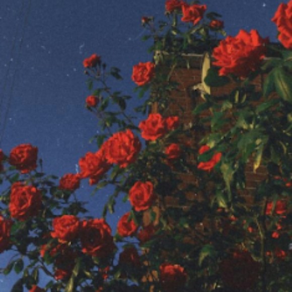 Meet your Posher, Odette - Picture 1 of 1